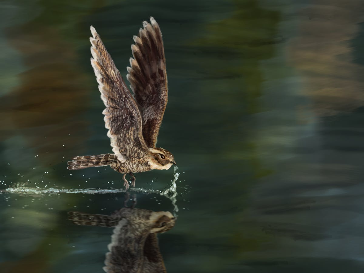 The lesser nighthawk was spotted in Alachua County for the first time since 1999, bringing crowds to its temporary location in Sweetwater Wetlands Park.
