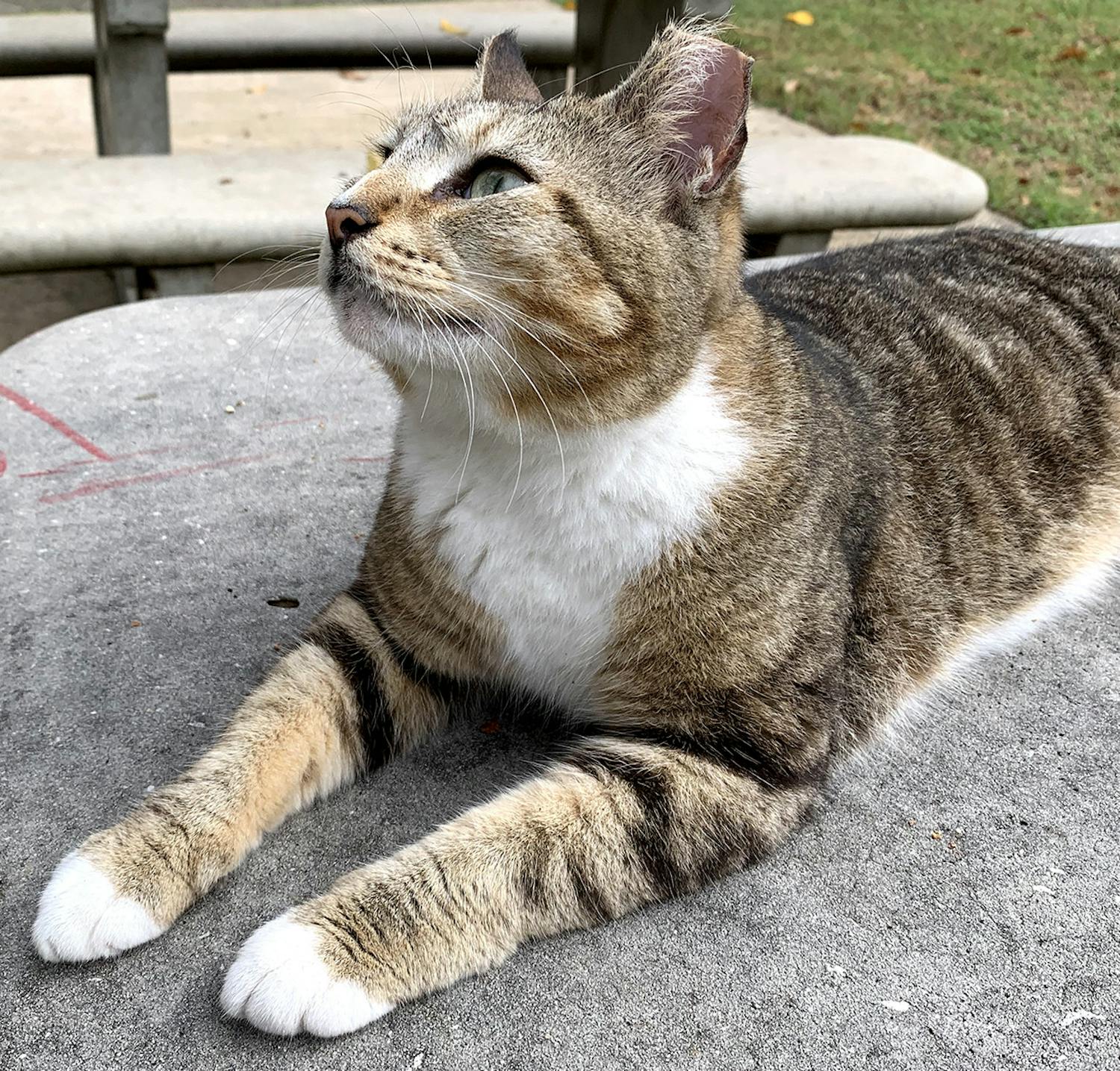 Tenders, one of UF’s campus cats, gazes upward as she sits on a table in the Tolbert Area.
