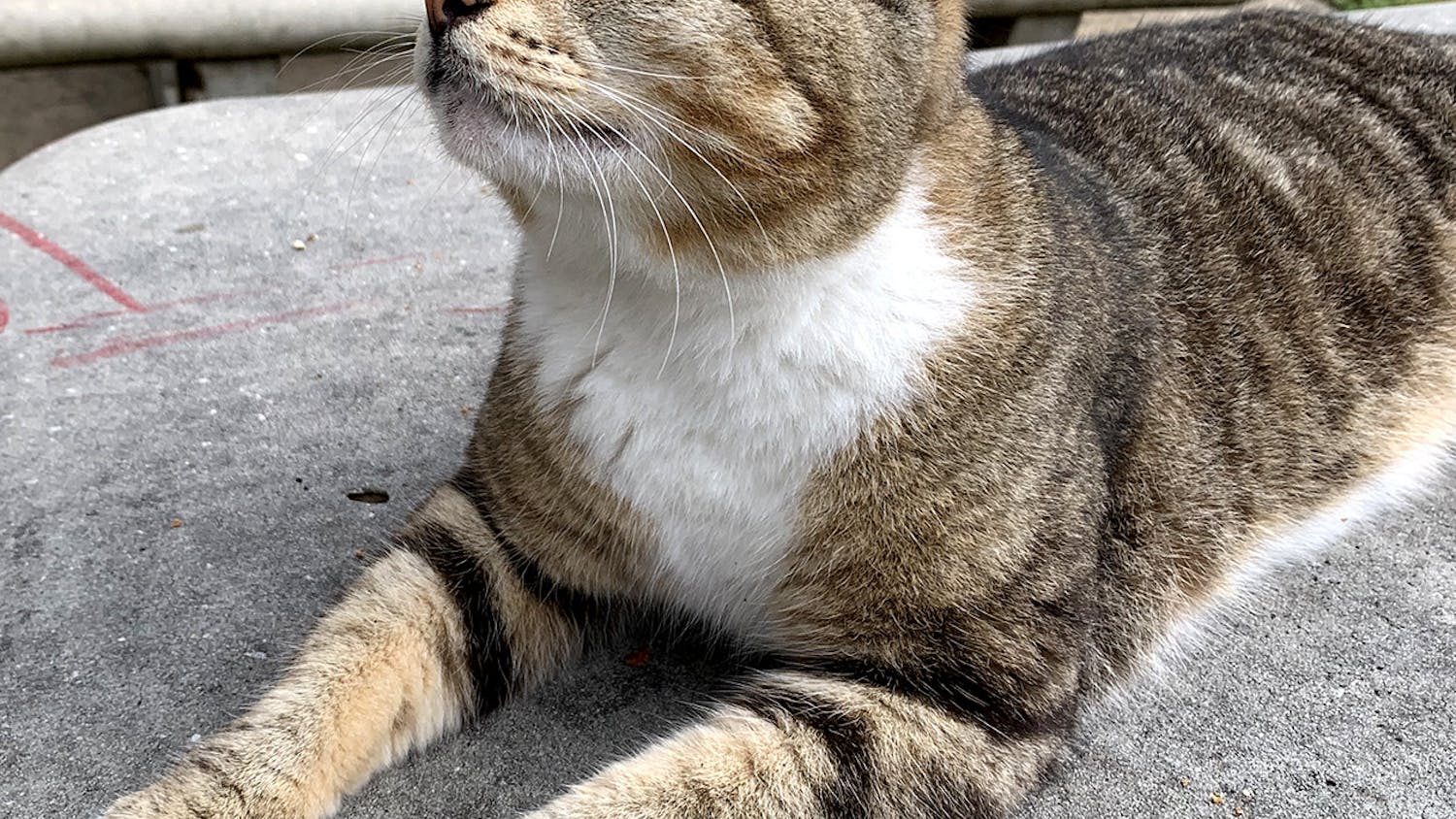 Tenders, one UF’s campus cats, gazes upward as she sits on a table in the Tolbert Area.