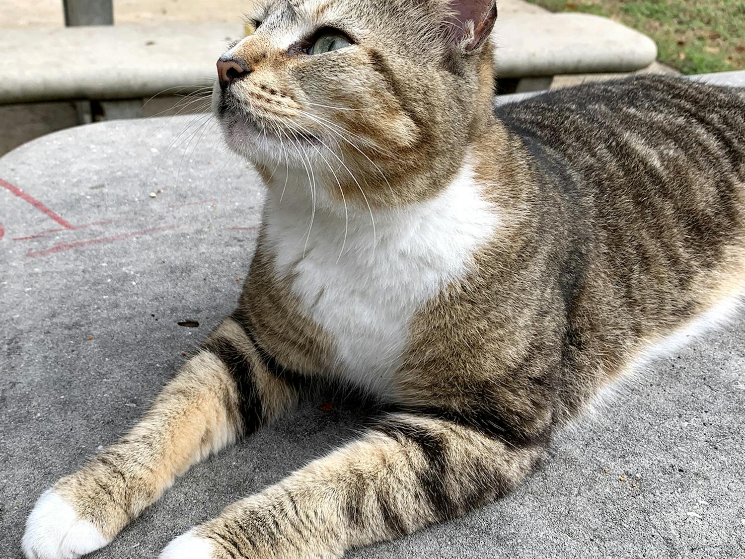 Tenders, one of UF’s campus cats, gazes upward as she sits on a table in the Tolbert Area.