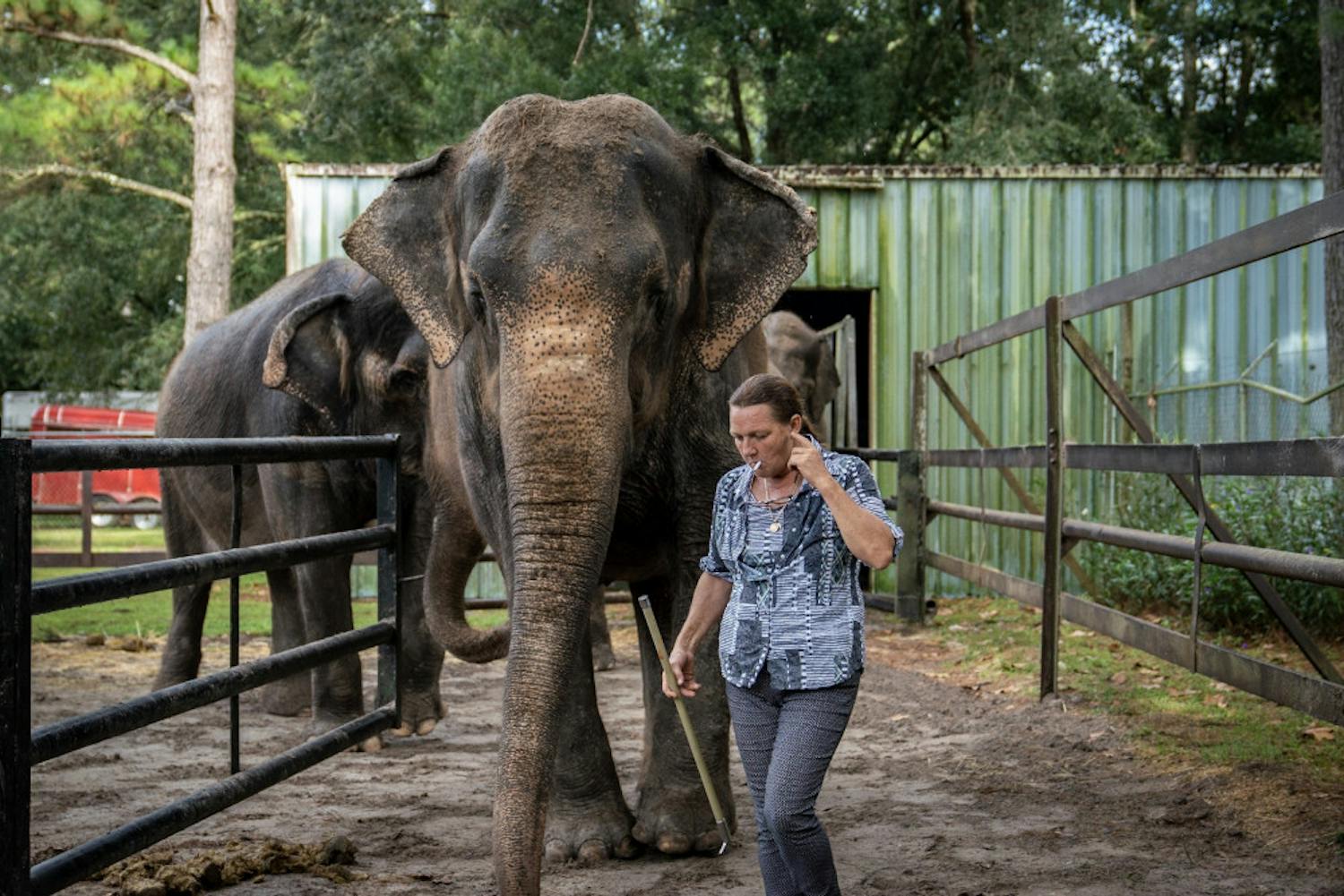 Patricia Zerbini, 54, the proprietor of Two Tails Ranch, guides several of her elephants to a paddock where she then answered questions about the animals. Elephant Appreciation Days were held at the ranch on Saturday and Sunday in order to raise awareness of elephant welfare efforts, as well as fundraising for their care. 