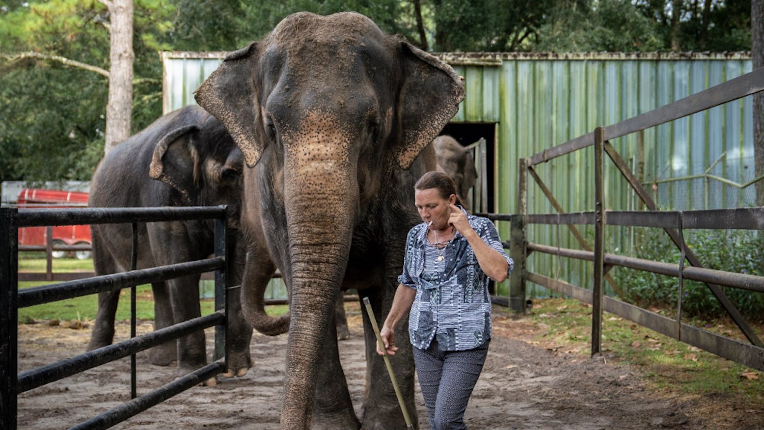 Patricia Zerbini, 54, the proprietor of Two Tails Ranch, guides several of her elephants to a paddock where she then answered questions about the animals. Elephant Appreciation Days were held at the ranch on Saturday and Sunday in order to raise awareness of elephant welfare efforts, as well as fundraising for their care. 