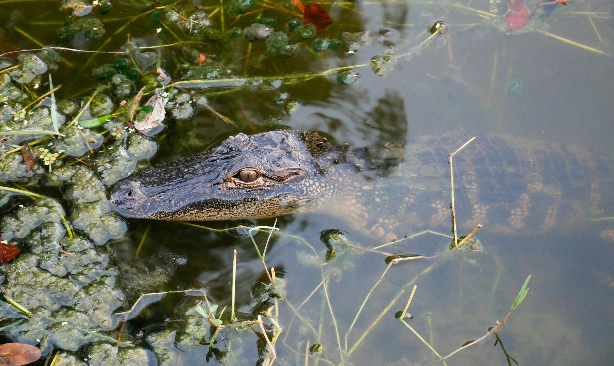 A young alligator drifts near the shore of Lake Alice on Wednesday, Oct. 6, 2023.