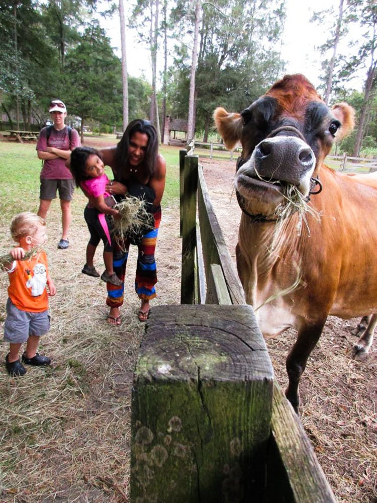 Gainesville’s Morningside Nature Center hopes the de-stressing allure of fuzzy barnyard animals attracts more students — and other residents — to its weekly “barnyard buddies” events.