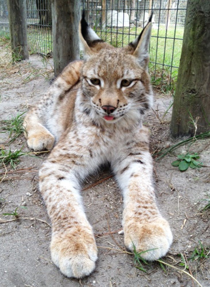 The workers at Carson Springs Wildlife Conservation Foundation recently discovered that Zena, an Eurasian lynx, is actually male.
 