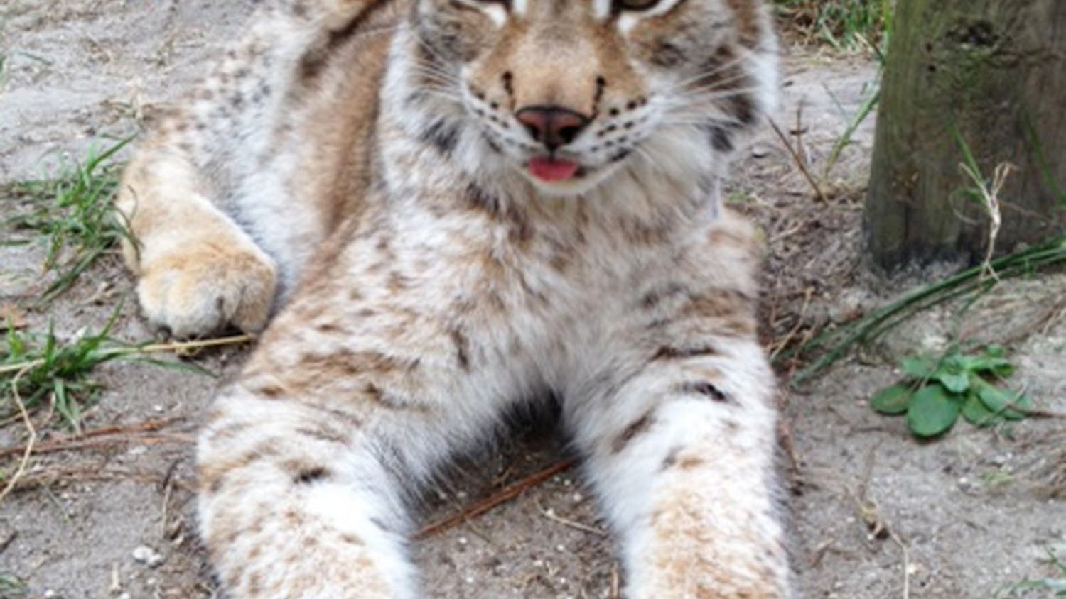 The workers at Carson Springs Wildlife Conservation Foundation recently discovered that Zena, an Eurasian lynx, is actually male.