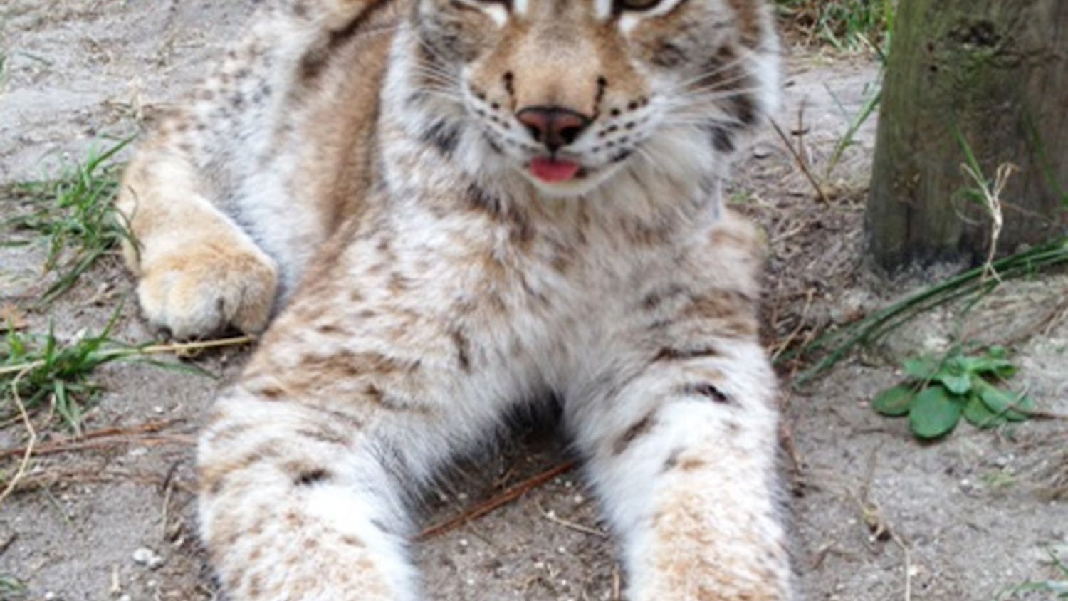 The workers at Carson Springs Wildlife Conservation Foundation recently discovered that Zena, an Eurasian lynx, is actually male.
 