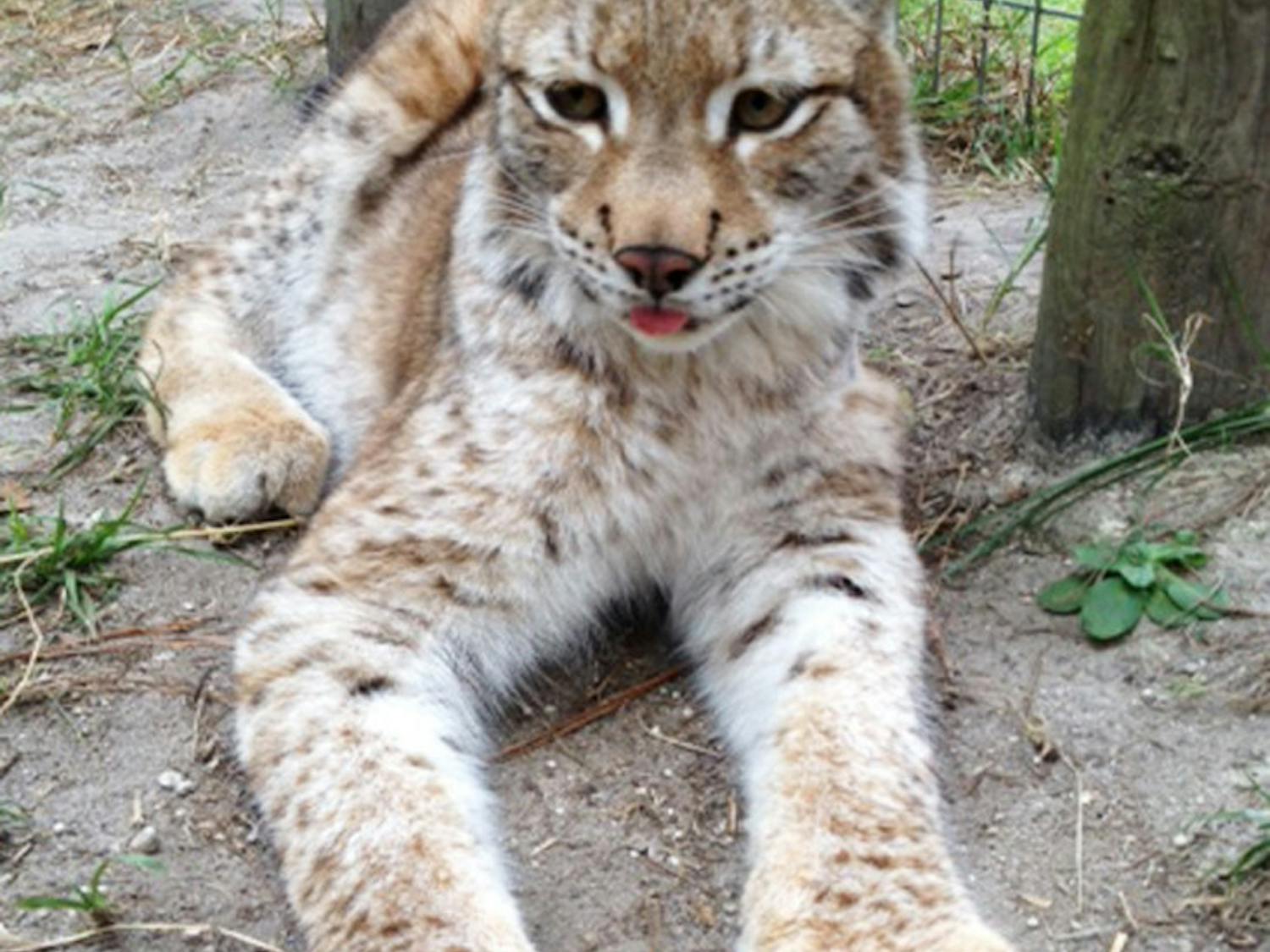 The workers at Carson Springs Wildlife Conservation Foundation recently discovered that Zena, an Eurasian lynx, is actually male.
 