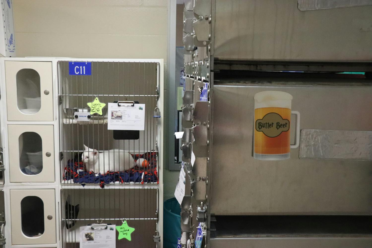 A cat is seen inside of the Alachua County Animal Services Building on Saturday, Oct. 23.