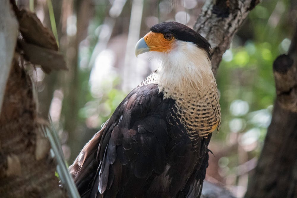 The crested caracara, which has a wingspan 4 feet wide. It can be found in the Yucatan Peninsula, Florida, Cuba, Texas and parts of the Southwest U.S. 