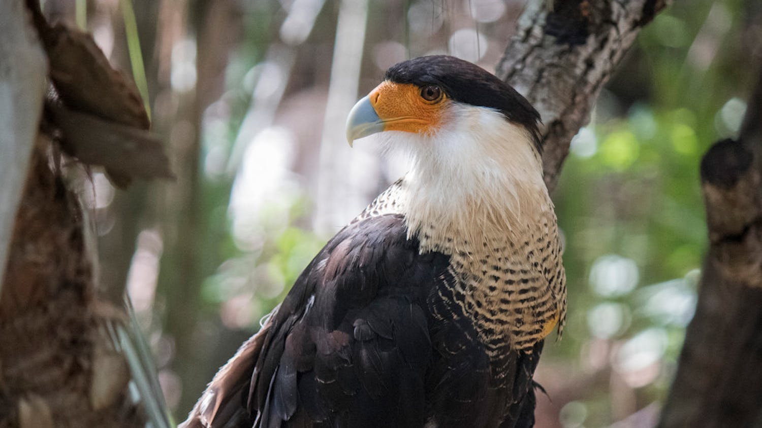 The crested caracara, which has a wingspan 4 feet wide. It can be found in the Yucatan Peninsula, Florida, Cuba, Texas and parts of the Southwest U.S. 