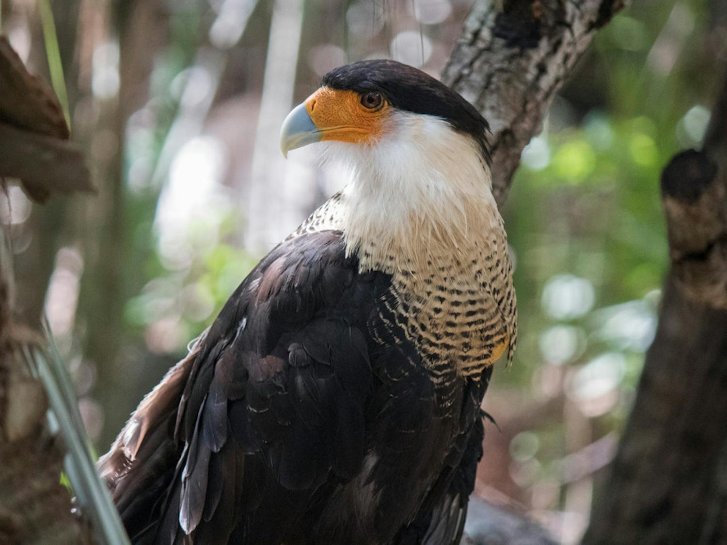 The crested caracara, which has a wingspan 4 feet wide. It can be found in the Yucatan Peninsula, Florida, Cuba, Texas and parts of the Southwest U.S.