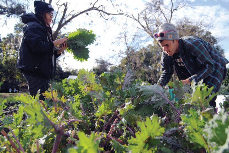 To prevent kale greens from freezing, 27-year-old resident Travis Mitchell coordinates an emergency harvest before the bitter cold front hits Gainesville. Ana Fajardo, a 20-year-old UF public relations student, volunteers to help.