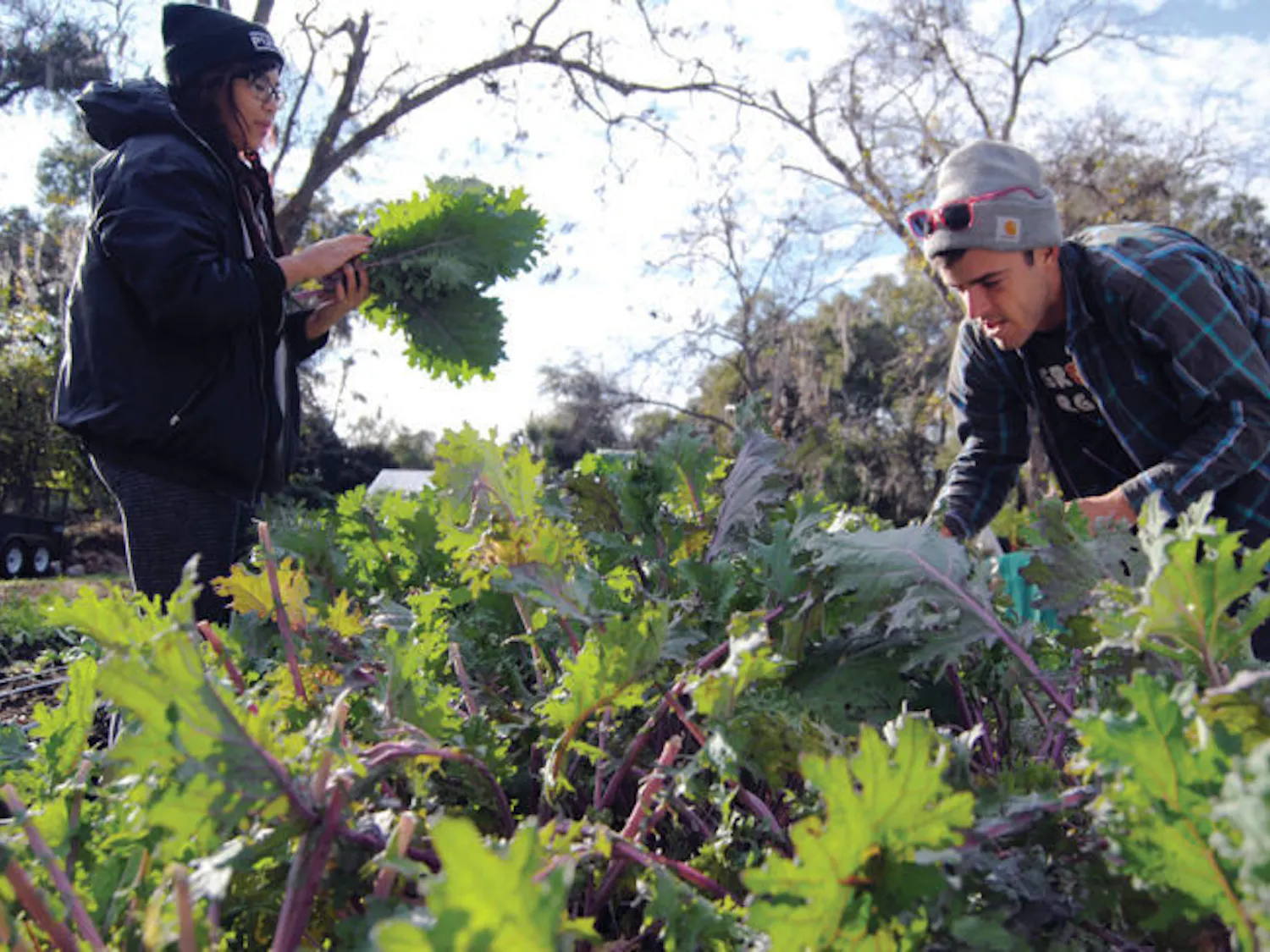 To prevent kale greens from freezing, 27-year-old resident Travis Mitchell coordinates an emergency harvest before the bitter cold front hits Gainesville. Ana Fajardo, a 20-year-old UF public relations student, volunteers to help.