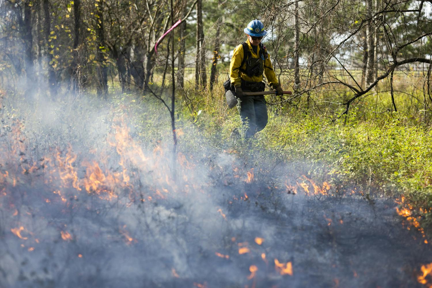 Controlled burn at Ordway-Swisher Biological Station on Tuesday, December 5th, 2023.