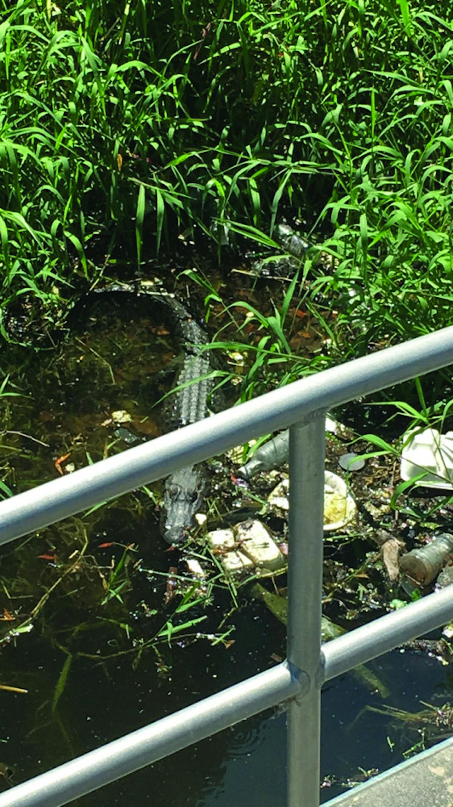 A gator swims in trash in a creek on Gale Lemerand Drive. Mirsada Serdarevic, a 26-year-old UF graduate student, said allowing our school mascot to live in an area with a substantial amount of litter is a disgrace.