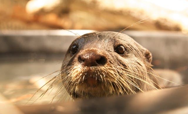 Asia, a 2-year-old Asian small-clawed otter, peeks out of her cage at the Santa Fe Teaching Zoo during one of her training sessions. She is leaving today to breed with another otter at the Perth Zoo in Australia.