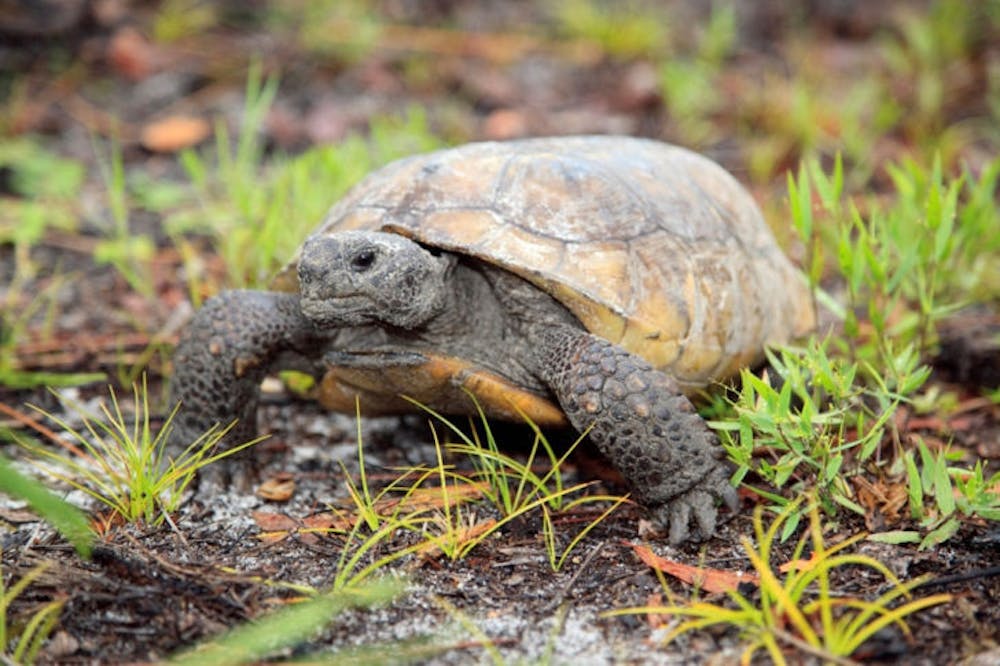 <p class="p1"><span class="s1">In this photo from the Florida Fish and Wildlife Conservation Commission, a gopher tortoise moves through freshly sprouted vegetation following a prescribed burn.</span></p>