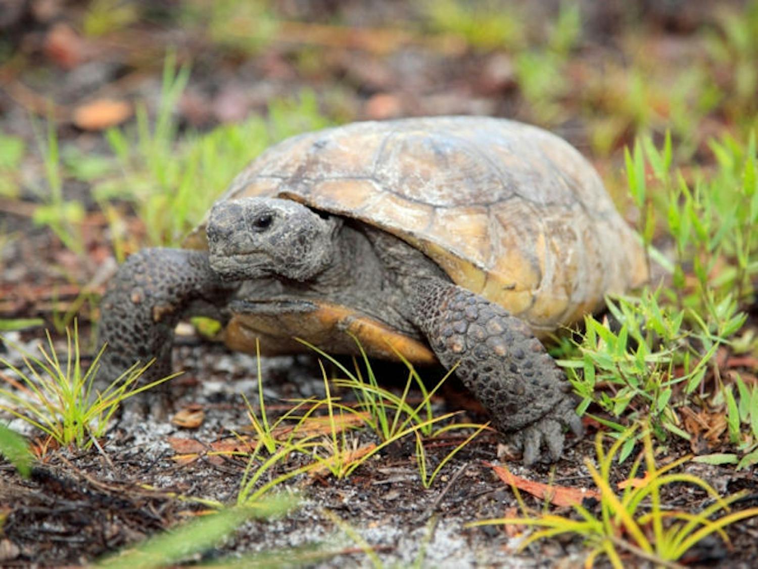 In this photo from the Florida Fish and Wildlife Conservation Commission, a gopher tortoise moves through freshly sprouted vegetation following a prescribed burn.
