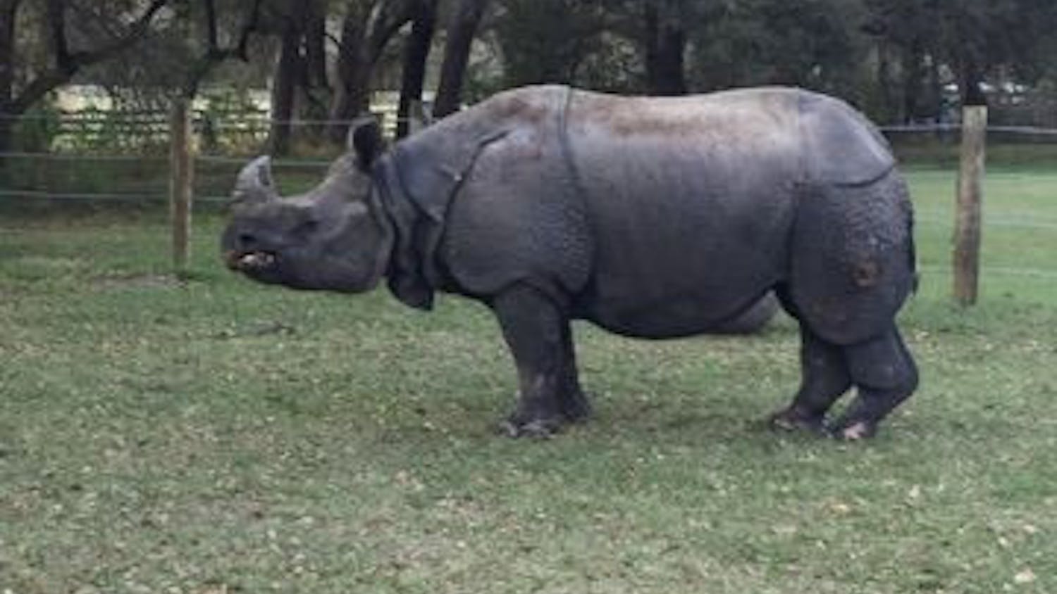 Henry the rhino