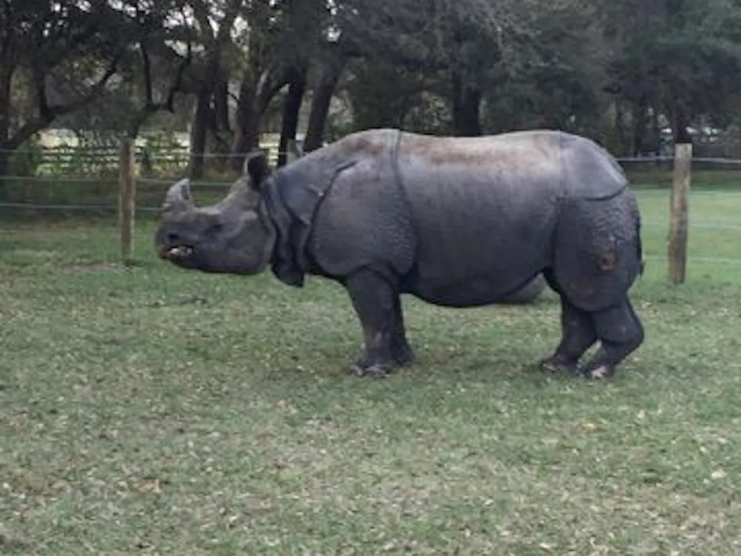 Henry the rhino