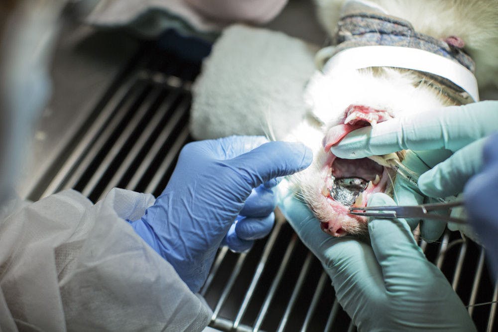 Siamese cat with missing palate condition is having surgery performed by UF College of Dentistry faculty member. Multidisciplinary story involving Dr. Wong, UF Health Dentistry, and Drs. Stone and Levy, UF Health Veterinary Medicine.