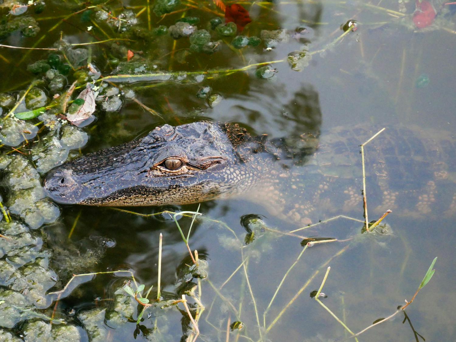 A young alligator drifts near the shore of Lake Alice on Wednesday, Oct. 6, 2023.