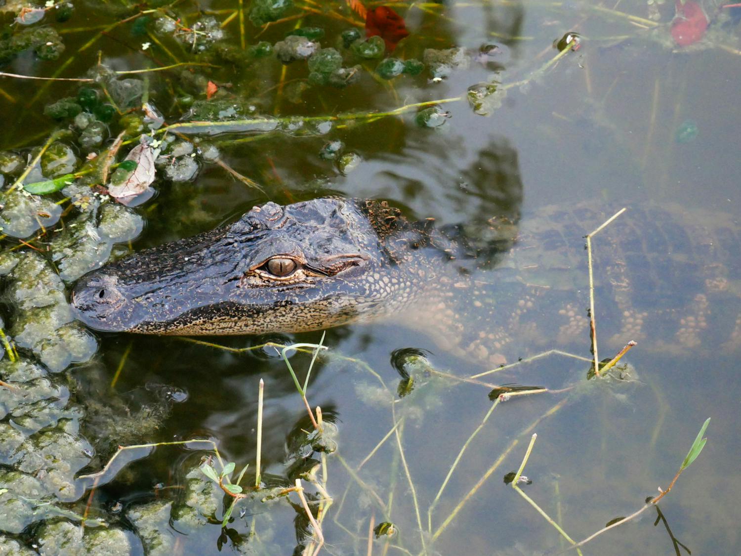  A young alligator drifts near the shore of Lake Alice on Wednesday, Oct. 6, 2023.