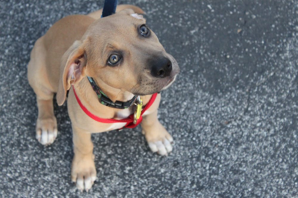 Loving my failed foster puppy