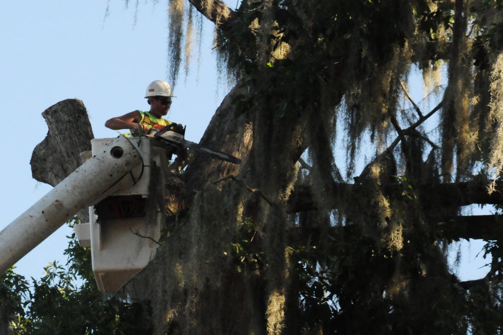 A worker with Gaston's Tree Services uses a chainsaw to remove a limb from Bert, a large bluff oak tree behind UF's Nuclear Sciences Building, is hauled away after being cut off on August 15, 2015. Construction plans called for trees, including Bert, a student favorite estimated to be at least 150 years old, to be cut down.