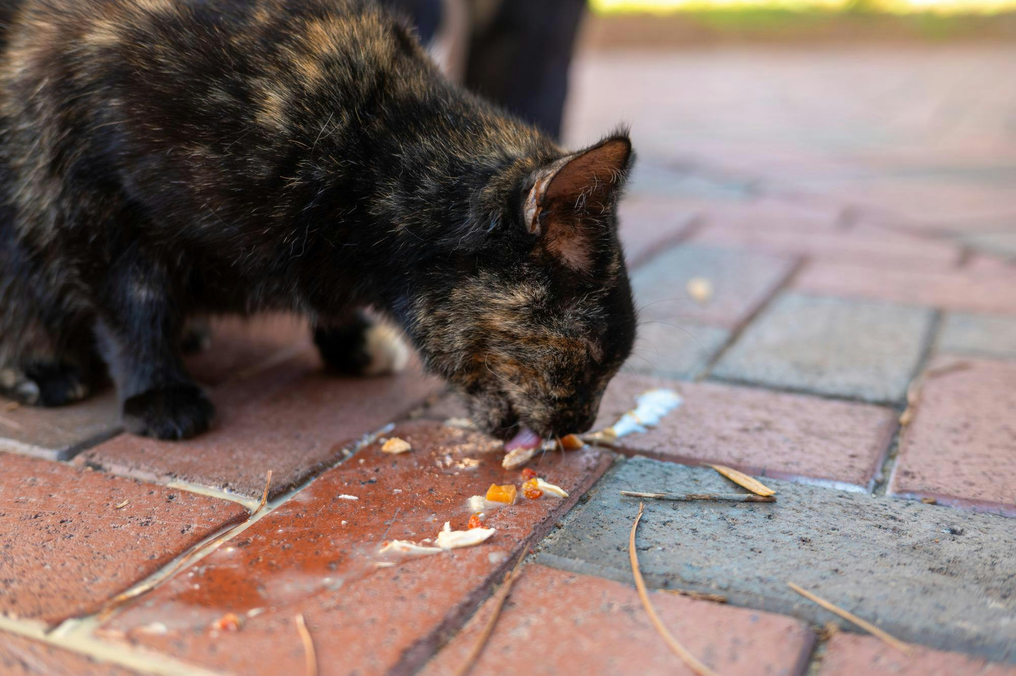 Campus cat Baby licks up wet food given to her by a caretaker outside Pugh Hall, Friday, Jan. 23, 2026 in Gainesville, Fla.