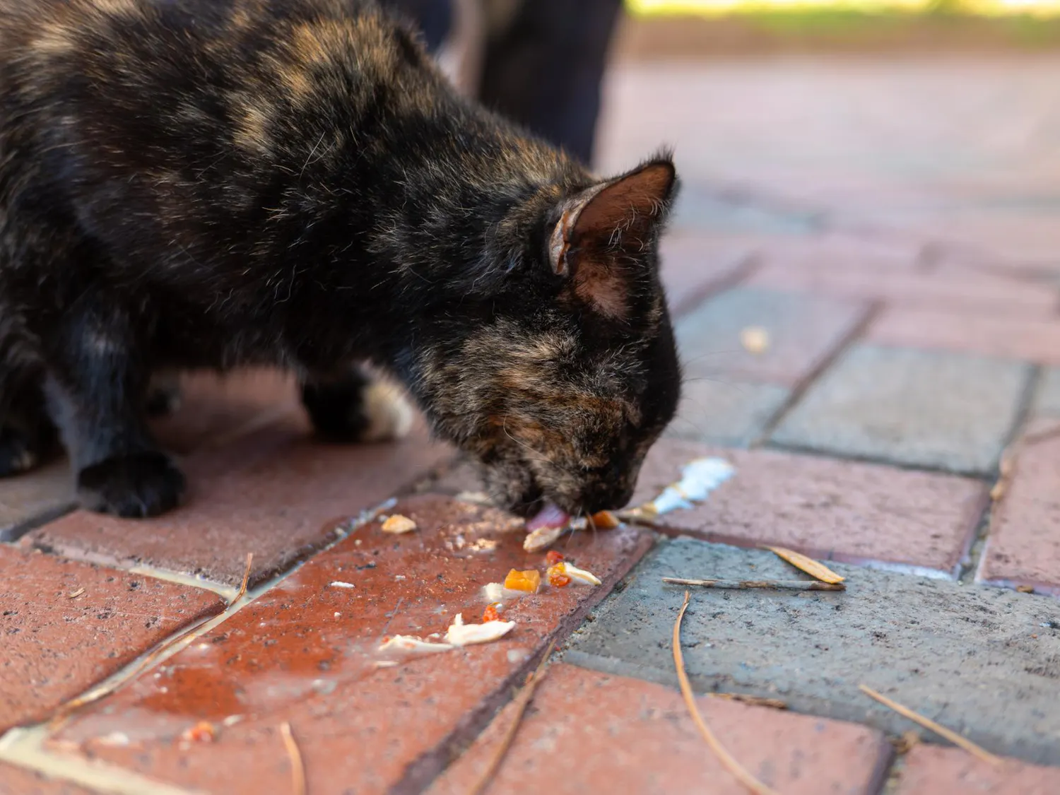 Campus cat Baby licks up wet food given to her by a caretaker outside Pugh Hall, Friday, Jan. 23, 2026 in Gainesville, Fla.