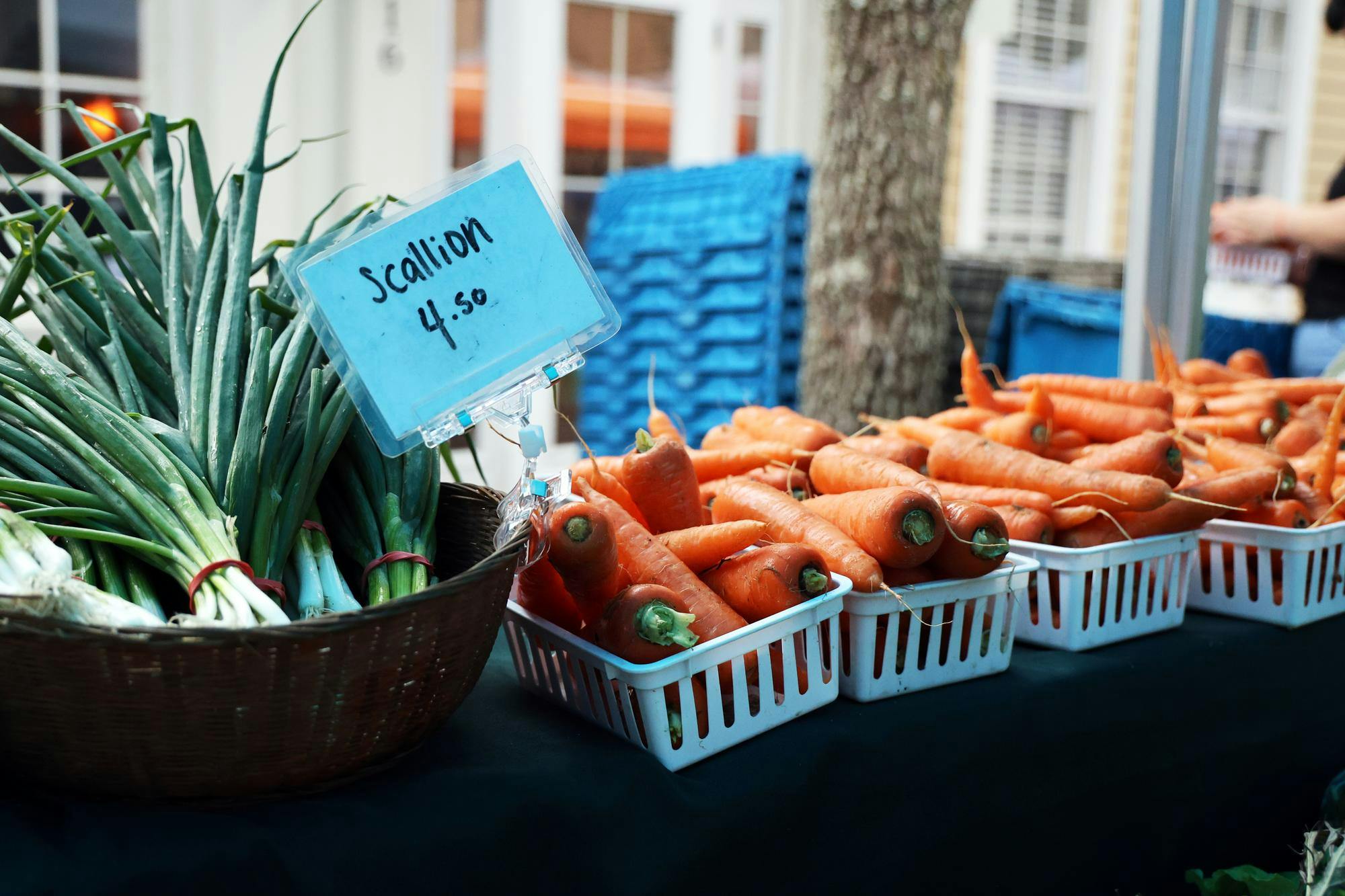 Scallions and carrots are displayed for sale at Siembra Farm’s stand at the Haile Farmers Market in Gainesville, Fla., on Saturday, Feb. 28, 2026. 