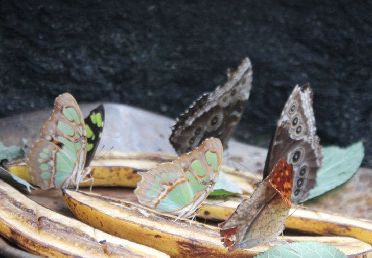 A group of butterflies eats bananas at the Butterfly Rainforest at the Florida Museum of Natural History.