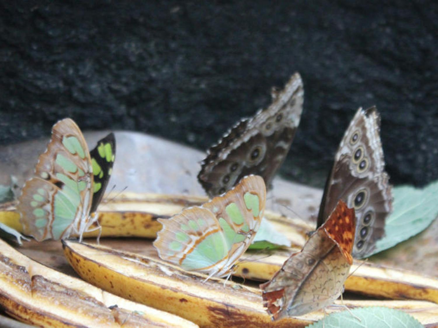 A group of butterflies eats bananas at the Butterfly Rainforest at the Florida Museum of Natural History.