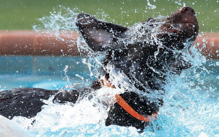 Bean, a 6-month-old chocolate Labrador retriever, shakes water off while at Pet Paradise Resort Wednesday. The dog resort and spa hosts a Wacky Wednesday once a week until Oct. 31, when employees dress to follow a theme and almost all pet services are discounted.