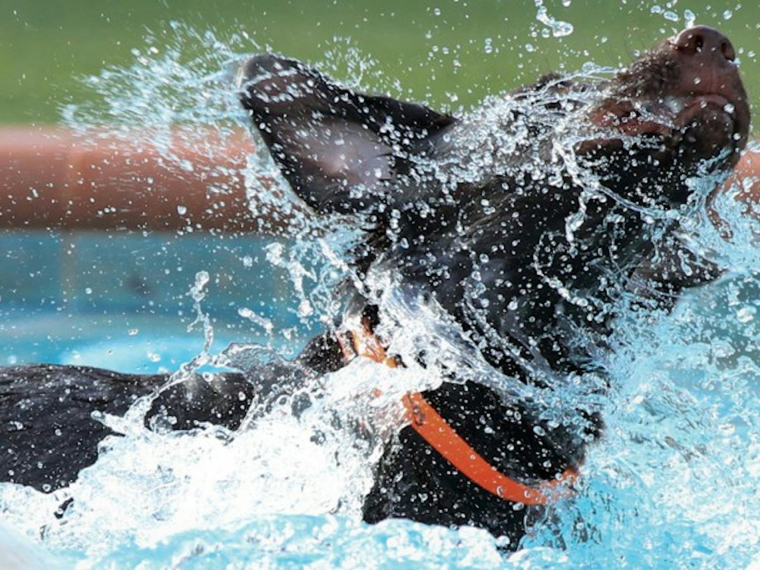 Bean, a 6-month-old chocolate Labrador retriever, shakes water off while at Pet Paradise Resort Wednesday. The dog resort and spa hosts a Wacky Wednesday once a week until Oct. 31, when employees dress to follow a theme and almost all pet services are discounted.