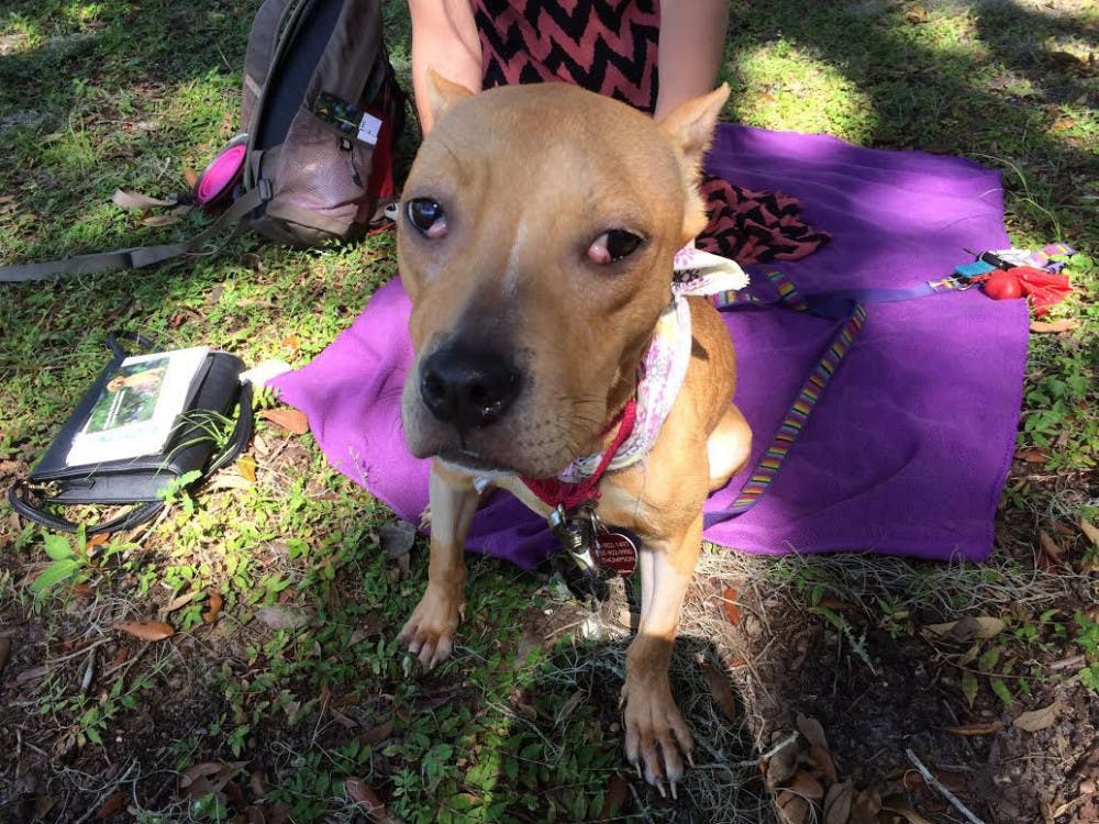 Sunflower, a tan pit bull, will undergo surgery next month for a heart condition. A YouCaring page has fundraised $2,157 for her surgery, as of press time.
&nbsp;