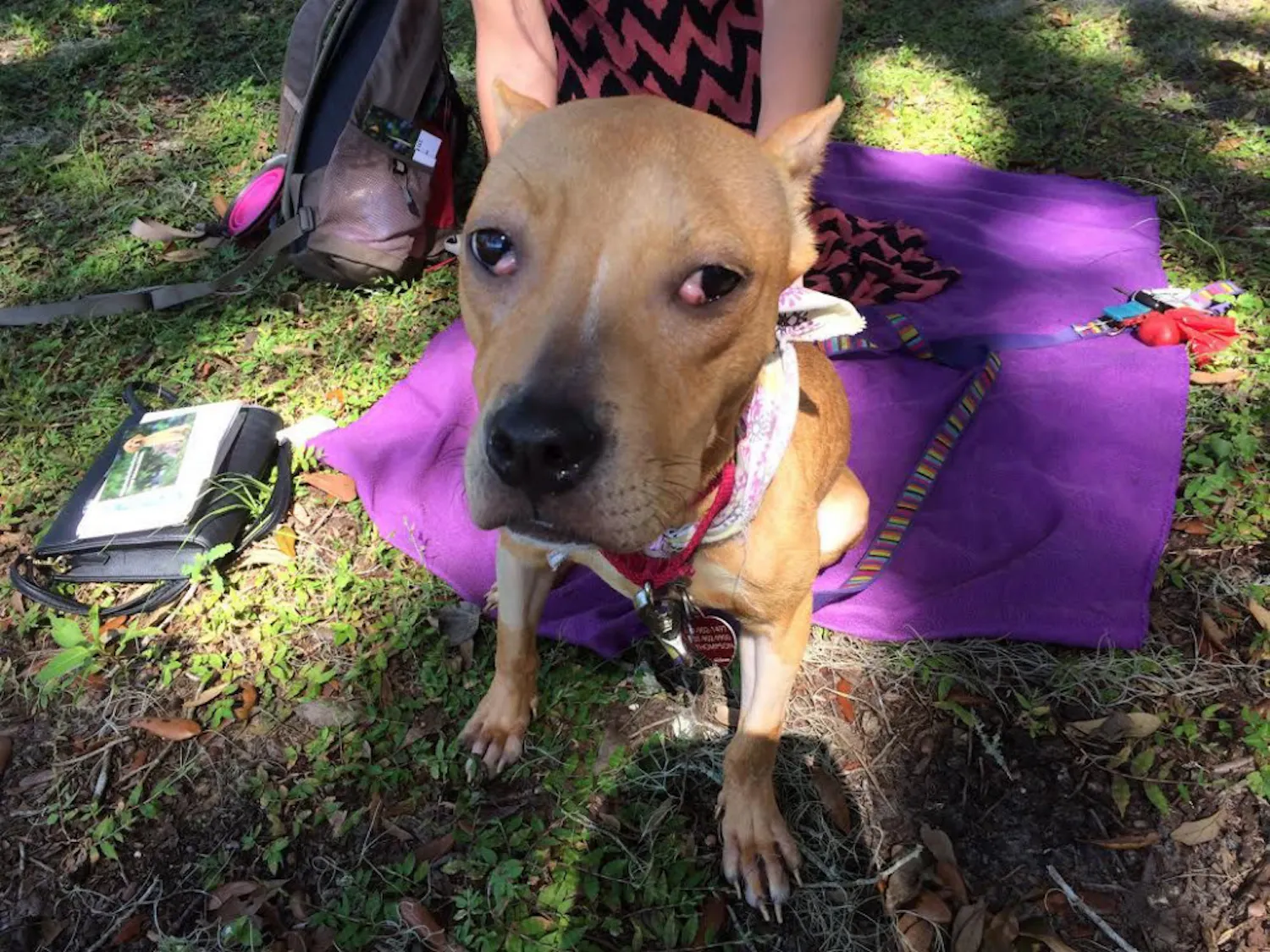 Sunflower, a tan pit bull, will undergo surgery next month for a heart condition. A YouCaring page has fundraised $2,157 for her surgery, as of press time.
