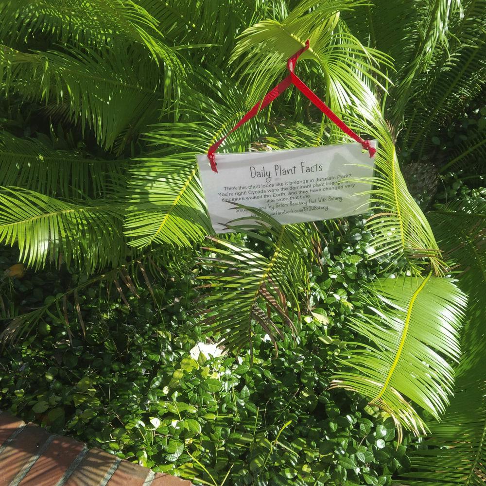 Cyads, which have been around since the dinosaurs, are labeled across from ‎Pugh Hall. GROW Botany has labeled six plants around campus Nov. 10.