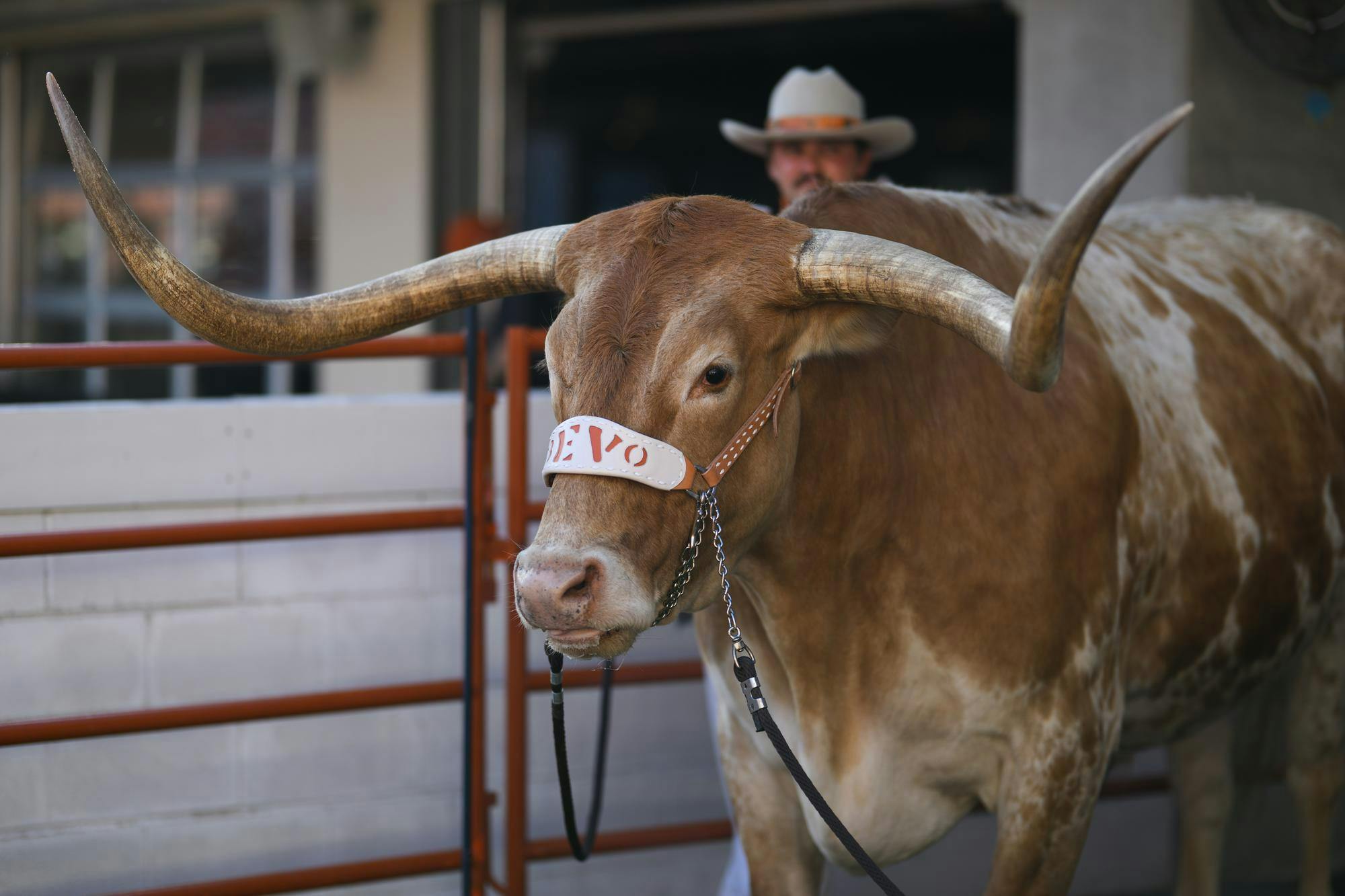 Bevo stands in his cage before an NCAA college football game between Florida and Texas, Friday, Oct. 16, 2026, in Austin, Texas.