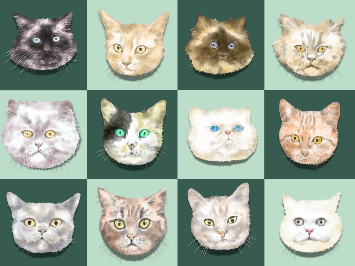 Operation Catnip reaches 100,000 spay and neuter surgeries in Gainesville, FL.