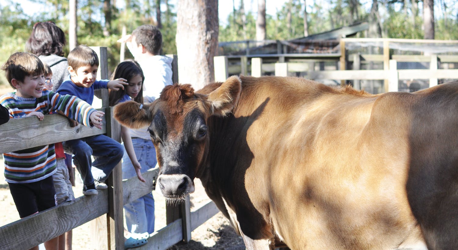 Alachua County children play with farm animals at Morningside Nature Center at the Living History Farm. The farm recreates a single-family farm from the 1870s including live heritage-breed farm animals.