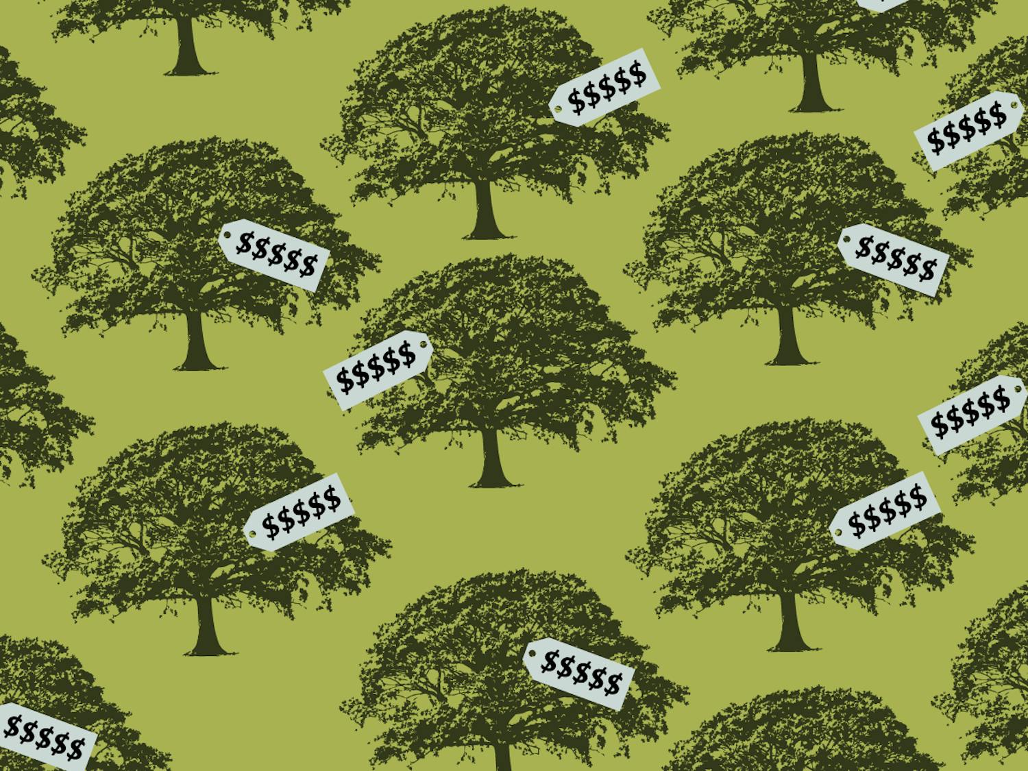 UF has to pay to remove trees on campus with the intention of using that money to replant the trees lost. However, there are questions about what this money is being spent on.