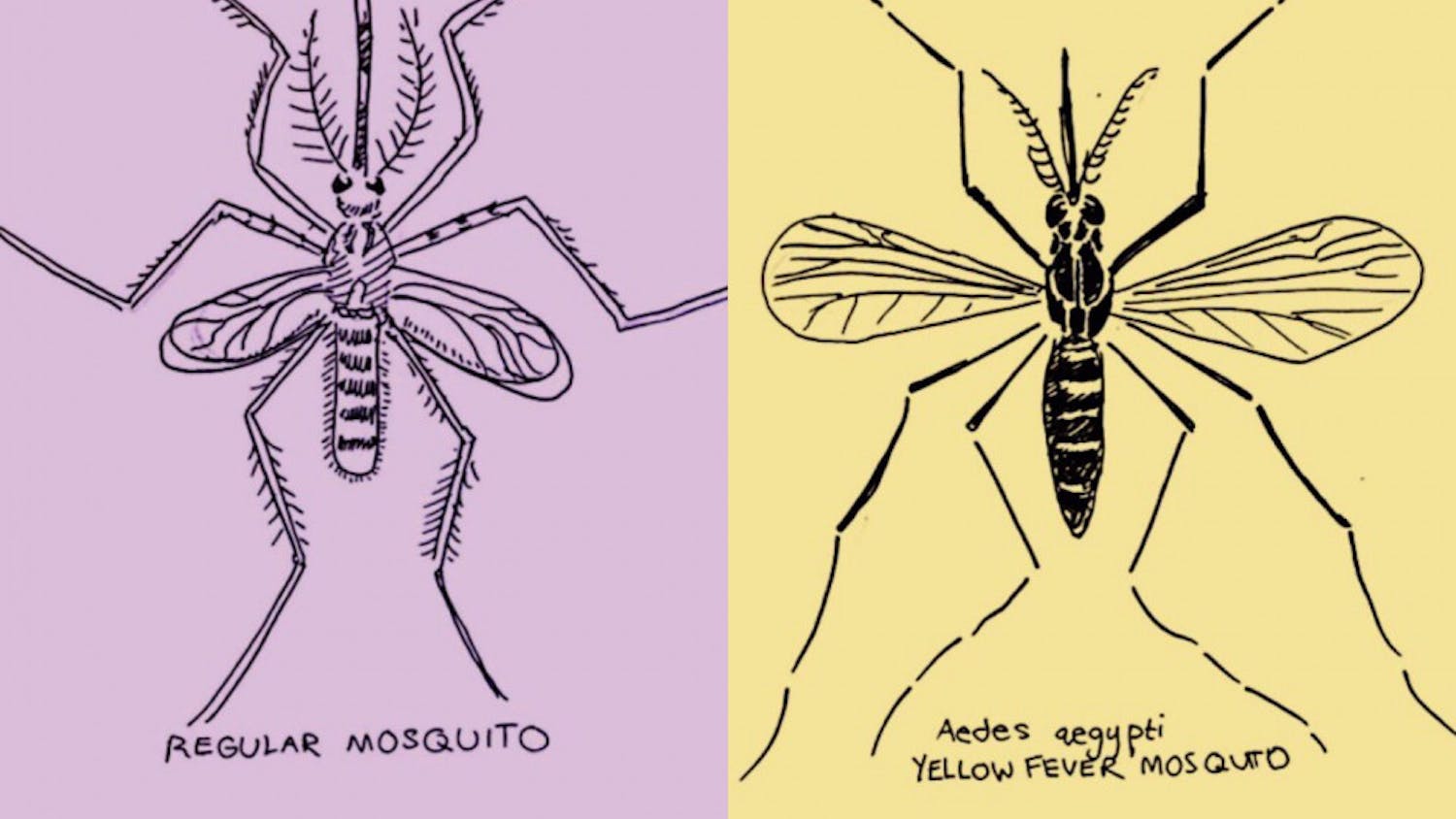 Yellow fever mosquitoes can spread yellow fever, dengue, chikungunya and Zika viruses. 