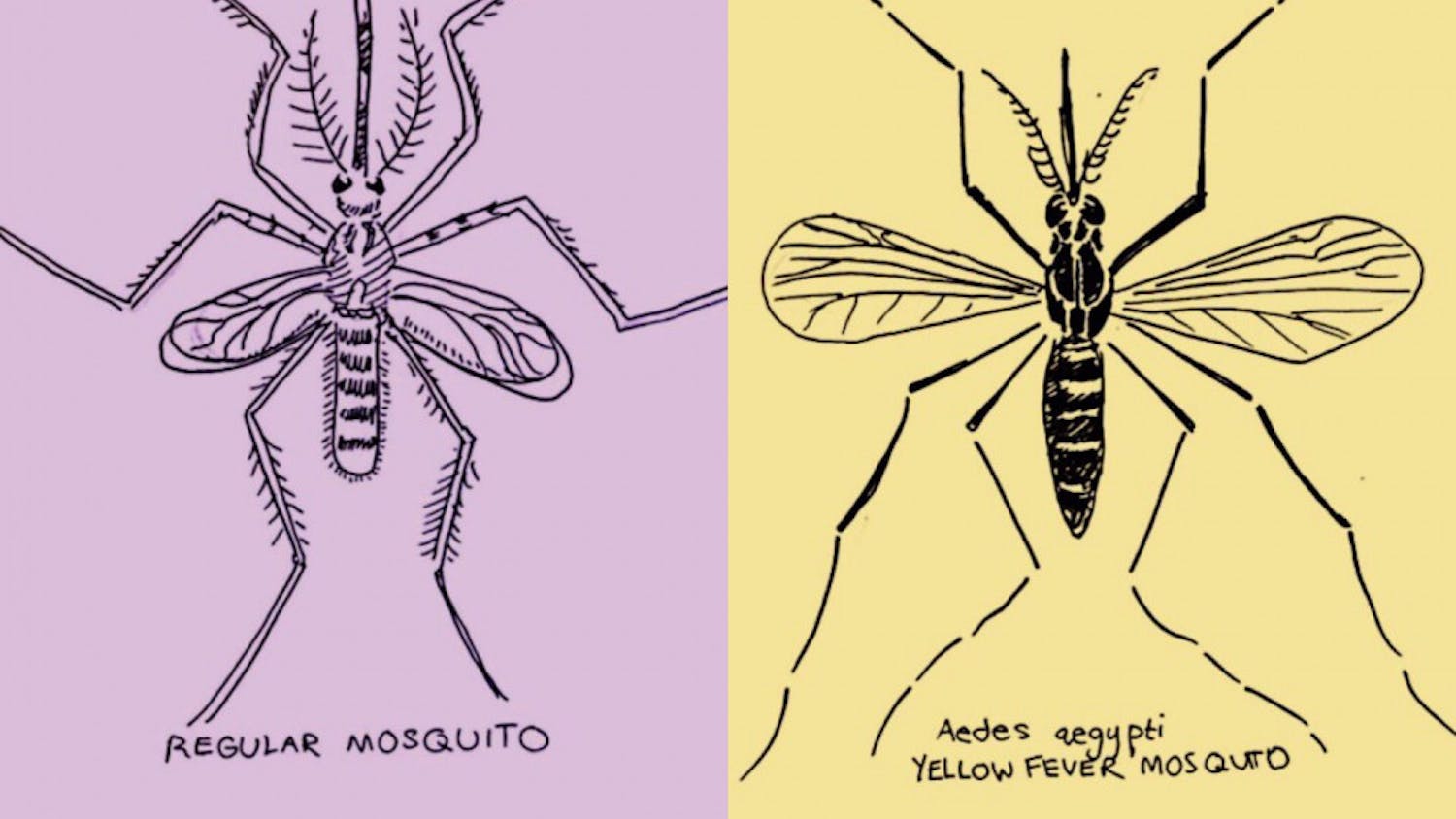 Yellow fever mosquitoes can spread yellow fever, dengue, chikungunya and Zika viruses.&nbsp;