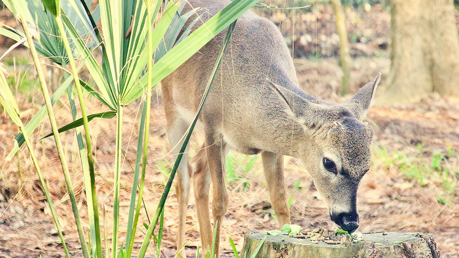 Elliot Blue Monroe, a Key deer, eats his breakfast at the Santa Fe College Teaching Zoo on Feb. 26, 2021. Key Deer Awareness Day is March 11, 2021.(Photo by Antonia LaRocca)