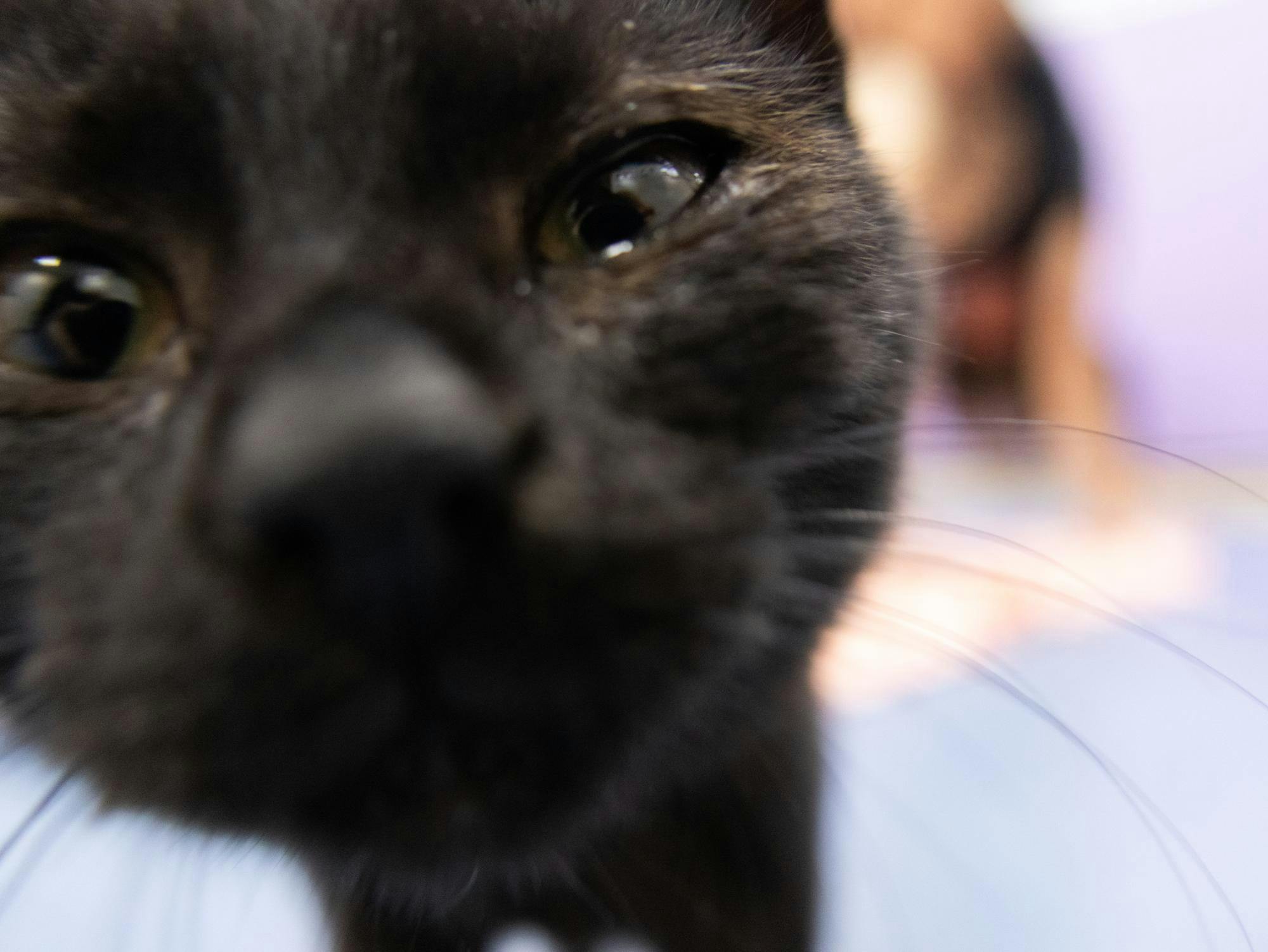 Kitten yoga classes hosted by the Humane Society of North Central Florida on Saturday, Aug. 29, 2026, in Gainesville, Fla.