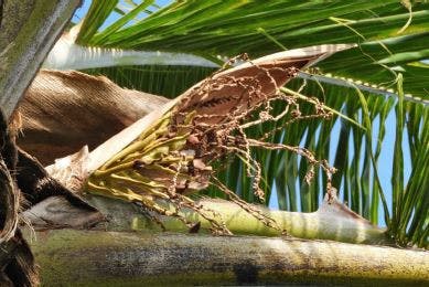 This palm frond is from a tree infected with Lethal Bronzing Disease. Symptoms of the disease include fruit dropping prematurely and fronds wilting and losing color.&nbsp;