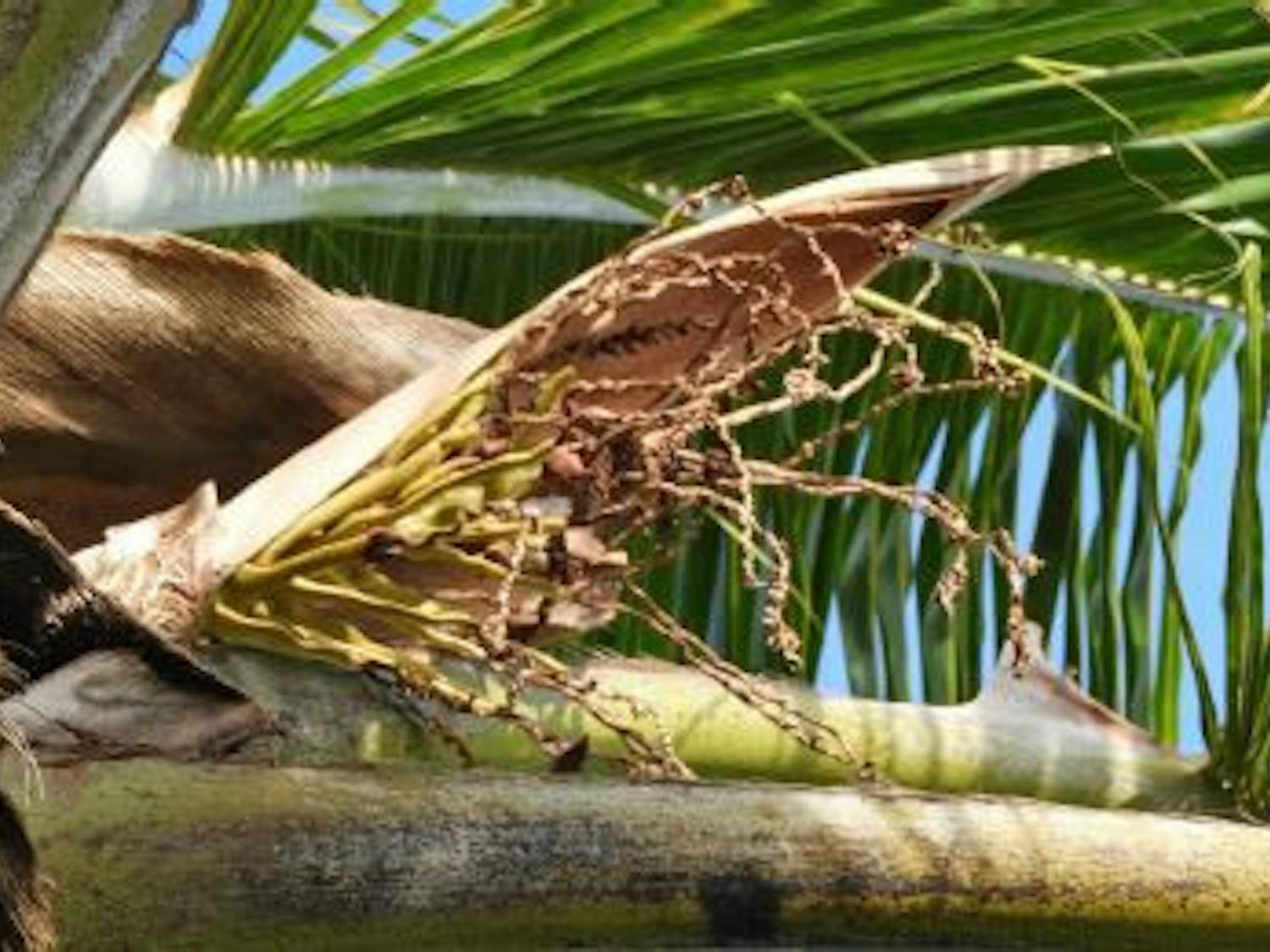 This palm frond is from a tree infected with Lethal Bronzing Disease. Symptoms of the disease include fruit dropping prematurely and fronds wilting and losing color.&nbsp;